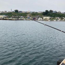 カタクチイワシがたくさん