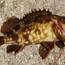 エビ撒き&青虫で良型メバル！