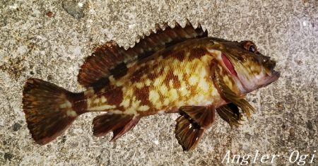 エビ撒き&青虫で良型メバル！