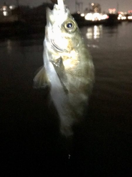 ジグ単メバリング