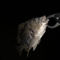 チヌハンターパート13