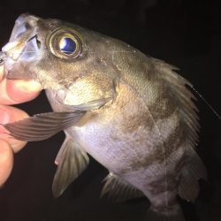 たかたかの釣り日記