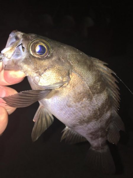 たかたかの釣り日記