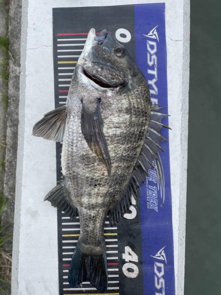 イチノ兄弟、釣果!