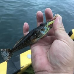 久々ガッシー！