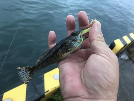 久々ガッシー！