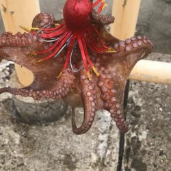 南港オカッパリのタコ好調！