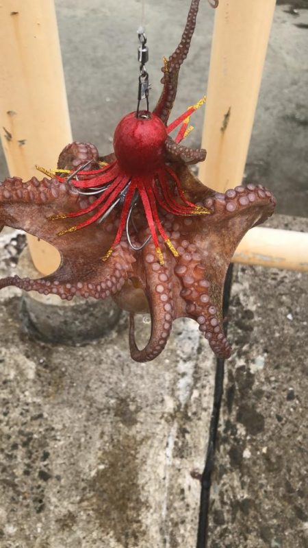 南港オカッパリのタコ好調！