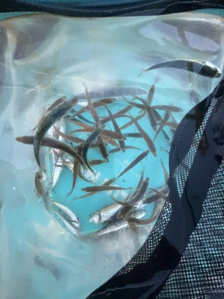 豆アジのシーズン