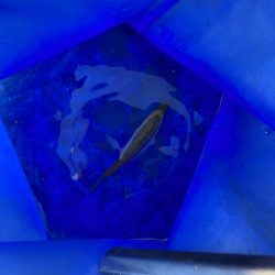 今年最初のサビキ釣り