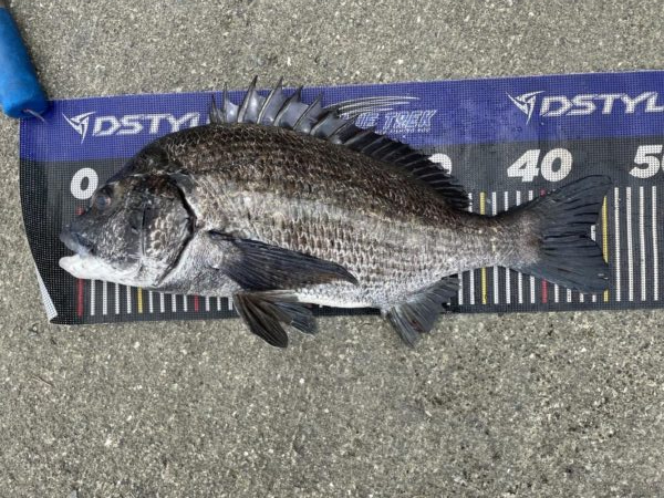 イチノ兄弟、釣果!