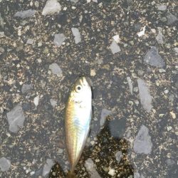 チヌ が飛び出した!