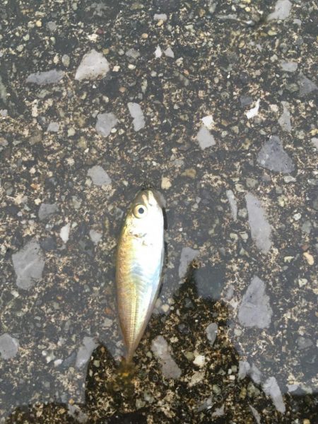 チヌ が飛び出した!