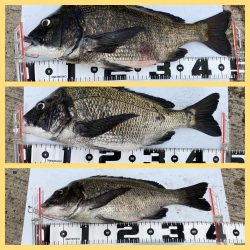 チヌ3枚