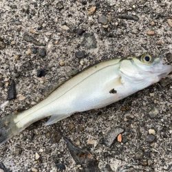 名古屋港でキス釣り