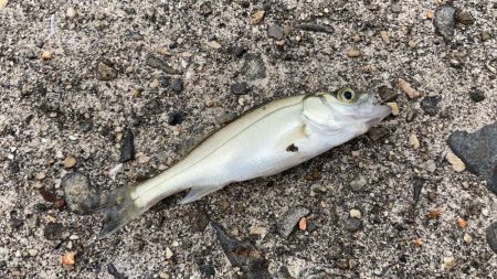 名古屋港でキス釣り