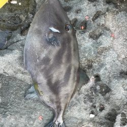 餌取りたくさん