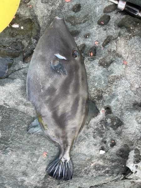 餌取りたくさん