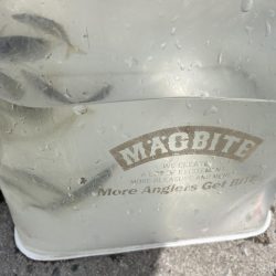 サビキ釣りの季節