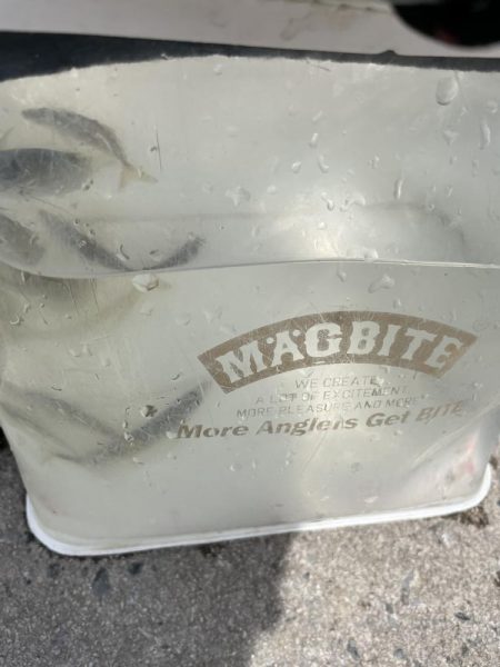 サビキ釣りの季節