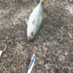 強風の中を根性でキャスト！ブリ！