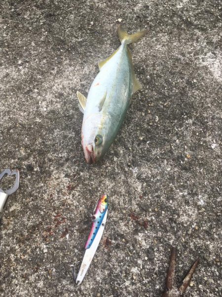 強風の中を根性でキャスト！ブリ！