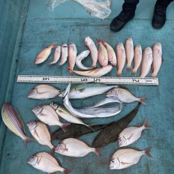 橘沖でシロアマダイ