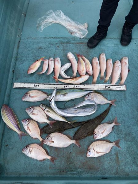 橘沖でシロアマダイ