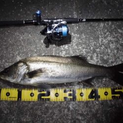 マイクロバチパターン?