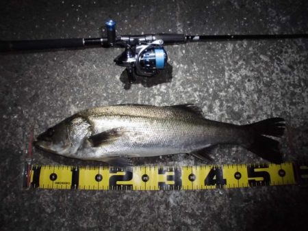 マイクロバチパターン?