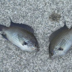 久しぶりの餌釣り