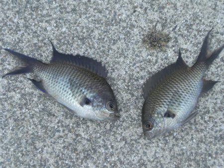 久しぶりの餌釣り