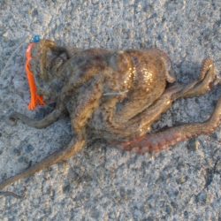 今年初タコ！！