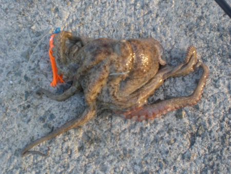 今年初タコ！！