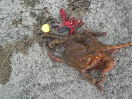 昨年分釣り上げた！！！