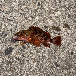 宮津でガシリング