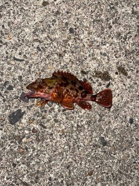 宮津でガシリング