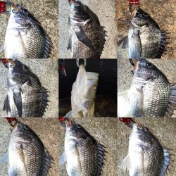 淀川　キビレ釣行