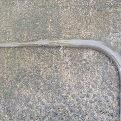 今年2回目の奄美大島