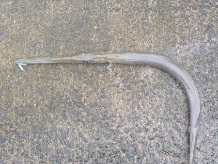 今年2回目の奄美大島