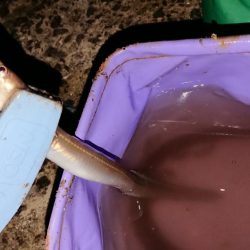 イシモチ釣れてます