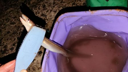 イシモチ釣れてます