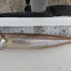 青戸入江でキス釣り