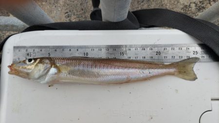 青戸入江でキス釣り