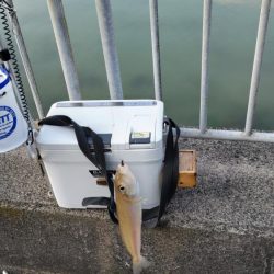 青戸入江でキス釣り