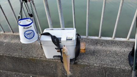 青戸入江でキス釣り