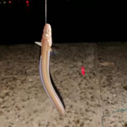 イシモチがグゥー