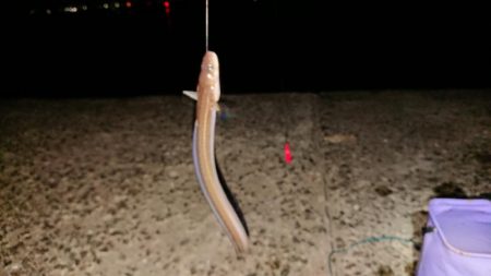 イシモチがグゥー