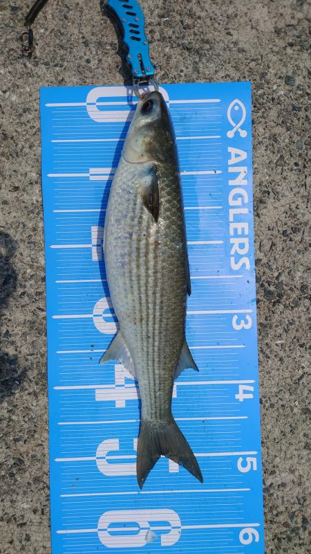 今日は紀州釣りに挑戦しましたʘ‿ʘ