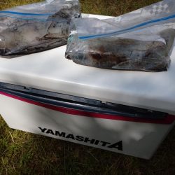 春アオリエギング好調